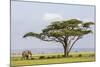 Kenya, Kajiado County, Amboseli National Park. an African Elephant Approaches a Large Acacia Tree.-Nigel Pavitt-Mounted Photographic Print