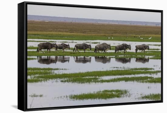 Kenya, Kajiado County, Amboseli National Park, Gnu Connochaetes-Reiner Harscher-Framed Stretched Canvas