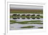 Kenya, Kajiado County, Amboseli National Park, Gnu Connochaetes-Reiner Harscher-Framed Photographic Print