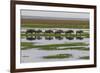 Kenya, Kajiado County, Amboseli National Park, Gnu Connochaetes-Reiner Harscher-Framed Photographic Print