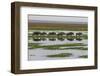 Kenya, Kajiado County, Amboseli National Park, Gnu Connochaetes-Reiner Harscher-Framed Photographic Print