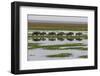 Kenya, Kajiado County, Amboseli National Park, Gnu Connochaetes-Reiner Harscher-Framed Photographic Print