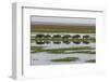 Kenya, Kajiado County, Amboseli National Park, Gnu Connochaetes-Reiner Harscher-Framed Photographic Print