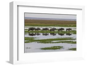 Kenya, Kajiado County, Amboseli National Park, Gnu Connochaetes-Reiner Harscher-Framed Photographic Print