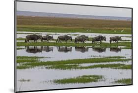 Kenya, Kajiado County, Amboseli National Park, Gnu Connochaetes-Reiner Harscher-Mounted Photographic Print