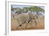 Kenya, Kajiado County, Amboseli National Park. Two African Elephants Moving Fast.-Nigel Pavitt-Framed Photographic Print