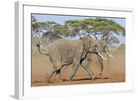 Kenya, Kajiado County, Amboseli National Park. Two African Elephants Moving Fast.-Nigel Pavitt-Framed Photographic Print