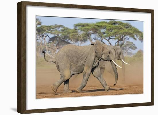 Kenya, Kajiado County, Amboseli National Park. Two African Elephants Moving Fast.-Nigel Pavitt-Framed Photographic Print