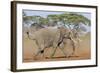 Kenya, Kajiado County, Amboseli National Park. Two African Elephants Moving Fast.-Nigel Pavitt-Framed Photographic Print