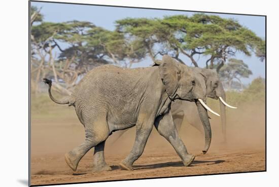 Kenya, Kajiado County, Amboseli National Park. Two African Elephants Moving Fast.-Nigel Pavitt-Mounted Photographic Print