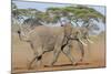 Kenya, Kajiado County, Amboseli National Park. Two African Elephants Moving Fast.-Nigel Pavitt-Mounted Photographic Print