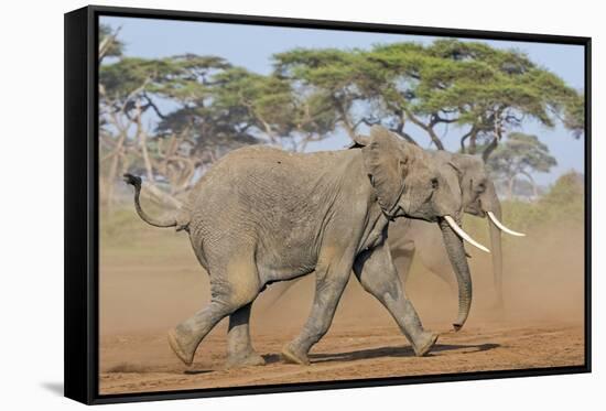 Kenya, Kajiado County, Amboseli National Park. Two African Elephants Moving Fast.-Nigel Pavitt-Framed Stretched Canvas