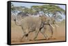 Kenya, Kajiado County, Amboseli National Park. Two African Elephants Moving Fast.-Nigel Pavitt-Framed Stretched Canvas