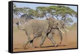 Kenya, Kajiado County, Amboseli National Park. Two African Elephants Moving Fast.-Nigel Pavitt-Framed Stretched Canvas