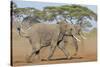 Kenya, Kajiado County, Amboseli National Park. Two African Elephants Moving Fast.-Nigel Pavitt-Stretched Canvas