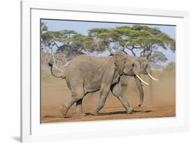 Kenya, Kajiado County, Amboseli National Park. Two African Elephants Moving Fast.-Nigel Pavitt-Framed Photographic Print