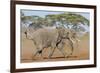 Kenya, Kajiado County, Amboseli National Park. Two African Elephants Moving Fast.-Nigel Pavitt-Framed Photographic Print