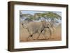 Kenya, Kajiado County, Amboseli National Park. Two African Elephants Moving Fast.-Nigel Pavitt-Framed Photographic Print