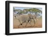 Kenya, Kajiado County, Amboseli National Park. Two African Elephants Moving Fast.-Nigel Pavitt-Framed Photographic Print