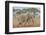 Kenya, Kajiado County, Amboseli National Park. Two African Elephants Moving Fast.-Nigel Pavitt-Framed Photographic Print