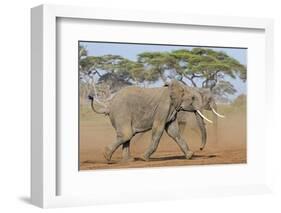 Kenya, Kajiado County, Amboseli National Park. Two African Elephants Moving Fast.-Nigel Pavitt-Framed Photographic Print