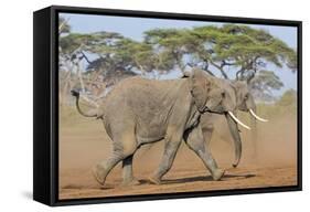 Kenya, Kajiado County, Amboseli National Park. Two African Elephants Moving Fast.-Nigel Pavitt-Framed Stretched Canvas