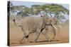 Kenya, Kajiado County, Amboseli National Park. Two African Elephants Moving Fast.-Nigel Pavitt-Stretched Canvas