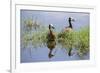 Kenya, Kajiado County, Amboseli National Park. White-Faced Whistling-Ducks.-Nigel Pavitt-Framed Photographic Print