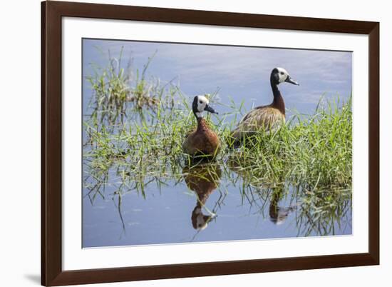 Kenya, Kajiado County, Amboseli National Park. White-Faced Whistling-Ducks.-Nigel Pavitt-Framed Photographic Print