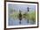 Kenya, Kajiado County, Amboseli National Park. White-Faced Whistling-Ducks.-Nigel Pavitt-Framed Photographic Print