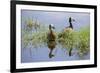 Kenya, Kajiado County, Amboseli National Park. White-Faced Whistling-Ducks.-Nigel Pavitt-Framed Photographic Print