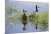 Kenya, Kajiado County, Amboseli National Park. White-Faced Whistling-Ducks.-Nigel Pavitt-Mounted Photographic Print