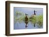 Kenya, Kajiado County, Amboseli National Park. White-Faced Whistling-Ducks.-Nigel Pavitt-Framed Photographic Print