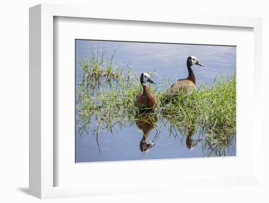 Kenya, Kajiado County, Amboseli National Park. White-Faced Whistling-Ducks.-Nigel Pavitt-Framed Photographic Print