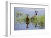 Kenya, Kajiado County, Amboseli National Park. White-Faced Whistling-Ducks.-Nigel Pavitt-Framed Photographic Print