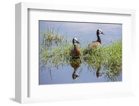 Kenya, Kajiado County, Amboseli National Park. White-Faced Whistling-Ducks.-Nigel Pavitt-Framed Photographic Print