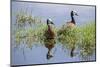 Kenya, Kajiado County, Amboseli National Park. White-Faced Whistling-Ducks.-Nigel Pavitt-Mounted Photographic Print