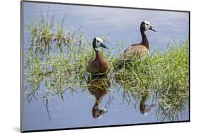 Kenya, Kajiado County, Amboseli National Park. White-Faced Whistling-Ducks.-Nigel Pavitt-Mounted Photographic Print