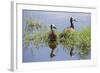 Kenya, Kajiado County, Amboseli National Park. White-Faced Whistling-Ducks.-Nigel Pavitt-Framed Photographic Print