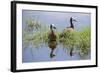 Kenya, Kajiado County, Amboseli National Park. White-Faced Whistling-Ducks.-Nigel Pavitt-Framed Photographic Print