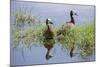 Kenya, Kajiado County, Amboseli National Park. White-Faced Whistling-Ducks.-Nigel Pavitt-Mounted Photographic Print