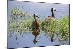 Kenya, Kajiado County, Amboseli National Park. White-Faced Whistling-Ducks.-Nigel Pavitt-Mounted Photographic Print