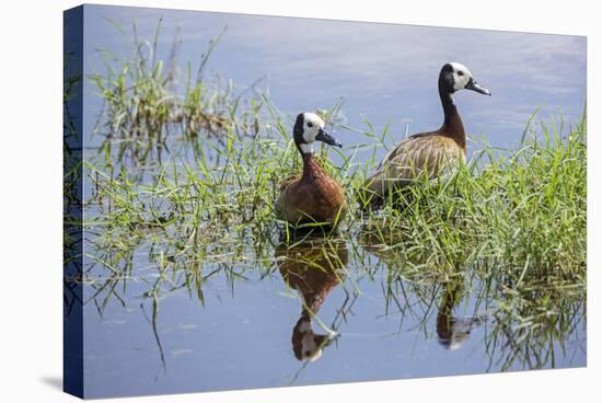 Kenya, Kajiado County, Amboseli National Park. White-Faced Whistling-Ducks.-Nigel Pavitt-Stretched Canvas