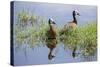 Kenya, Kajiado County, Amboseli National Park. White-Faced Whistling-Ducks.-Nigel Pavitt-Stretched Canvas