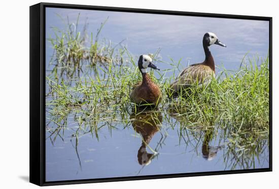 Kenya, Kajiado County, Amboseli National Park. White-Faced Whistling-Ducks.-Nigel Pavitt-Framed Stretched Canvas