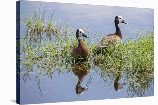 Kenya, Kajiado County, Amboseli National Park. White-Faced Whistling-Ducks.-Nigel Pavitt-Stretched Canvas