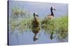 Kenya, Kajiado County, Amboseli National Park. White-Faced Whistling-Ducks.-Nigel Pavitt-Stretched Canvas