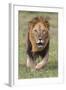 Kenya, Laikipia County, Laikipia. a Black-Maned Lion.-Nigel Pavitt-Framed Photographic Print