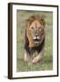 Kenya, Laikipia County, Laikipia. a Black-Maned Lion.-Nigel Pavitt-Framed Photographic Print