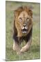 Kenya, Laikipia County, Laikipia. a Black-Maned Lion.-Nigel Pavitt-Mounted Photographic Print